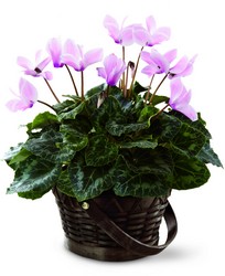 Pink Cyclamen from Arthur Pfeil Smart Flowers in San Antonio, TX